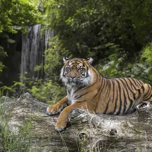 Sumatran tiger (Panthera tigris sondaica) resting on fallen tree trunk in tropical forest