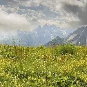 Summer in the Allgaeu, mountain panorama over a lush blooming mountain flower meadow on the Fellhorn 2037m Summer in the Allgaeu, mountain panorama over a lush blooming mountain flower meadow on the Fellhorn 2037m