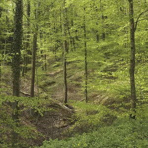 Summer forest in Basel-Country Summer forest in Basel-Country