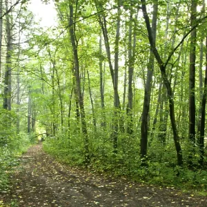Paisaje forestal de verano: árboles de avellano y pino.