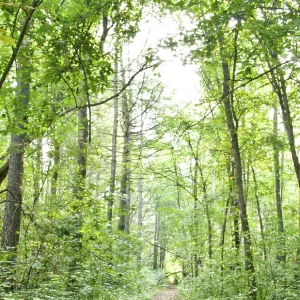 Paisaje de bosque estival: árboles de avellano y pino.