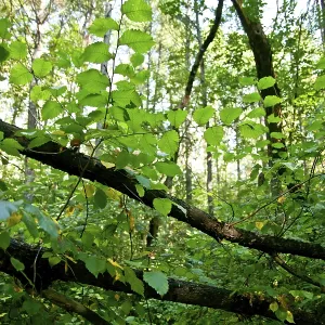 Sommerwaldlandschaft: Birke und Tannen. Sommerwaldlandschaft: Birke und Tannen.
