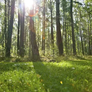 Sommerwaldlandschaft: Birken und Tannen. Sommerwaldlandschaft: Birken und Tannen.
