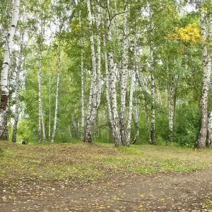 Sommerwaldlandschaft: Birke und Tannen. Sommerwaldlandschaft: Birke und Tannen.
