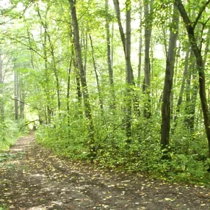 Sommerwaldlandschaft: Birke und Kiefern. Sommerwaldlandschaft: Birke und Kiefern.