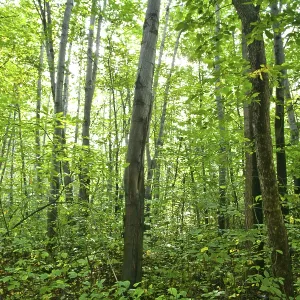 Sommerwaldlandschaft: ein Birken- und Tannenwald. Sommerwaldlandschaft: ein Birken- und Tannenwald.