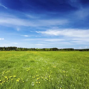 Summer meadow. Bavaria, Germany, Europe Summer meadow. Bavaria, Germany, Europe