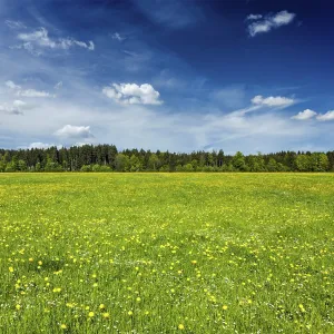 Summer meadow with blue sky, Bavaria Summer meadow with blue sky, Bavaria