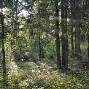 Sun beams shine through trees in forest