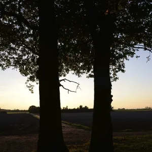 Sun, forest, edge of forest, evening