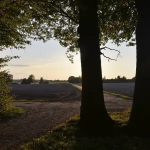 Sun, forest, edge of forest, evening