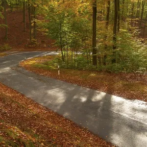 Sun illuminates a winding road leading through an autumnal forest with colourful foliage and tall trees