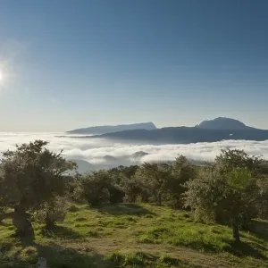 Sun over a landscape with trees