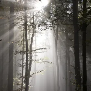 Sun rays in the autumnal misty forest