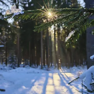 Sun rays break through the branches of a snow-covered forest Sun rays break through the branches of a snow-covered forest