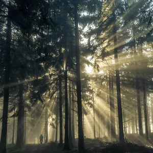 Sun rays passing through the morning fog in a forest with a rambler Sun rays passing through the morning fog in a forest with a rambler