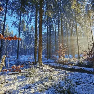 Sun rays penetrate a colorful, snow-covered forest Sun rays penetrate a colorful, snow-covered forest