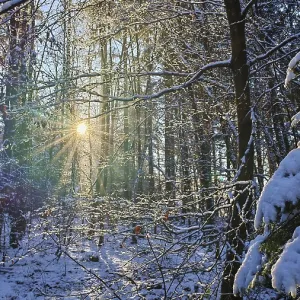 Sun rays penetrate the snowy trees in a peaceful winter forest Sun rays penetrate the snowy trees in a peaceful winter forest