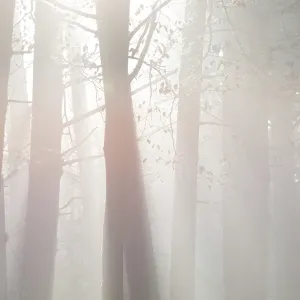 Sun Rays Penetrate a Quiet German Forest Print