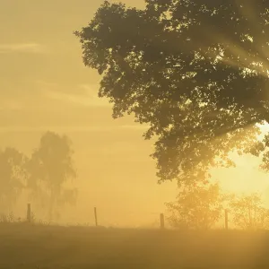 Sun rays in a tree, Dingdener Heide Sun rays in a tree, Dingdener Heide