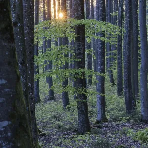 The sun sets behind tall trees in the forest and bathes the forest in an atmospheric light