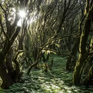 The sun shines into the laurel forest; Garajonay National Park; La Gomera; Canary Islands; Spain The sun shines into the laurel forest; Garajonay National Park; La Gomera; Canary Islands; Spain