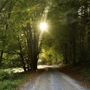 The sun shines through the trees The sun shines through the trees