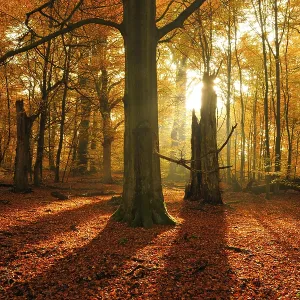 Sun through Old Beech Trees Print, Reinhardswald, Germany