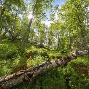 Sunlight Filters Through Trees Print