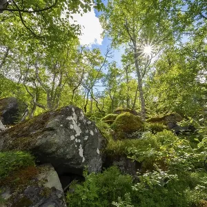 Sun shining through trees, forest