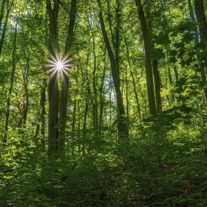 Sun star in a deciduous forest