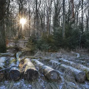 Sun star over the forest with hoarfrost