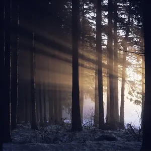 Sunbeam in misty spruce forest Germany
