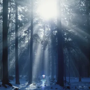 Sunbeam in misty spruce forest Germany Sunbeam in misty spruce forest Germany