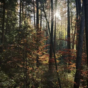 Sunbeams break through the autumnal trees of a quiet forest Sunbeams break through the autumnal trees of a quiet forest