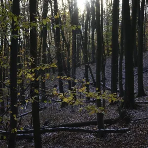 Sunbeams break through the canopy of a dense autumn forest on Hermannsweg Sunbeams break through the canopy of a dense autumn forest on Hermannsweg