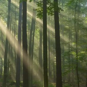 Sunbeams break through tall trees in a misty forest and create a calm