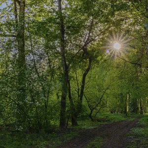 Sunbeams break through the trees onto a path in the green forest Sunbeams break through the trees onto a path in the green forest
