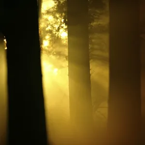 Sunbeams breaking through forest Sunbeams breaking through forest