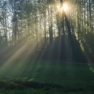 Sunbeams breaking through the trees of a forest in the morning Sunbeams breaking through the trees of a forest in the morning