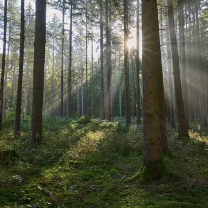 Sunbeams, coniferous forest, trees