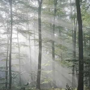 Sunbeams are crossing sideways in the foggy beech forest