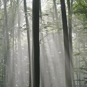 Sunbeams are crossing sideways in the foggy beech forest