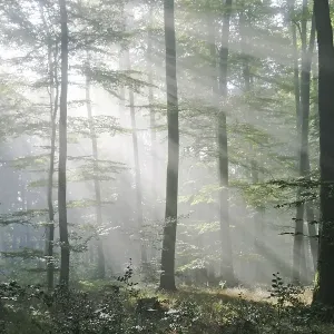 Sunbeams are crossing sideways in the foggy beech forest