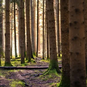 Sunbeams fall into a pine forest and create a calming ambience Sunbeams fall into a pine forest and create a calming ambience