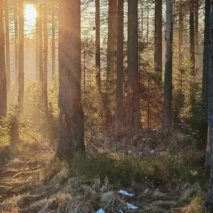 Sunbeams flood a forest, snow-covered ground Sunbeams flood a forest, snow-covered ground