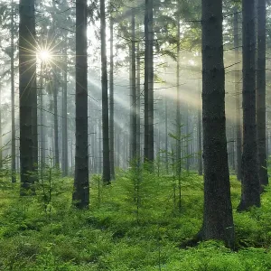 Sunbeams and fog in the spruce forest