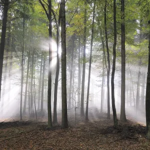 Sunbeams, forest, fog, sunbeam