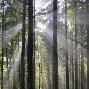 Sunbeams, forest, fog, sunbeam