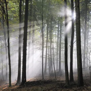 Sunbeams, forest, fog, sunbeam